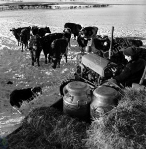 Mr S.M. Liddle, Crag Farm, North Rigton, Winter Feeding